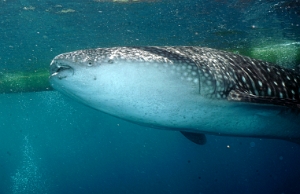 North Sulawesi-2018-DSC04075_rc- Whale shark - Requin baleine